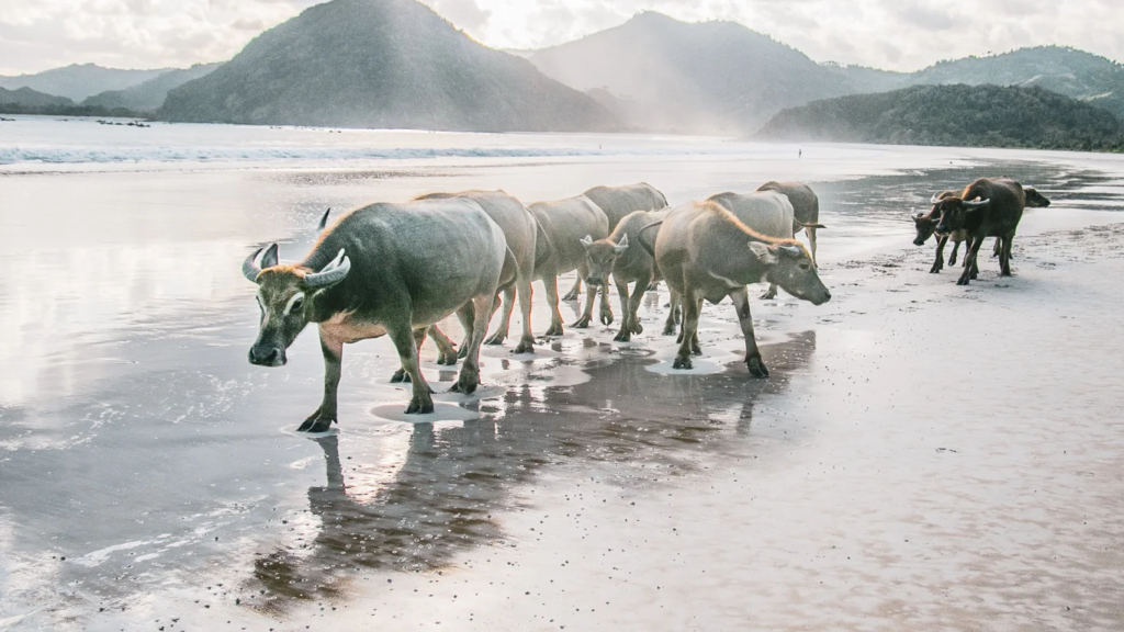 Water Buffalo on Selong Belanak Beach