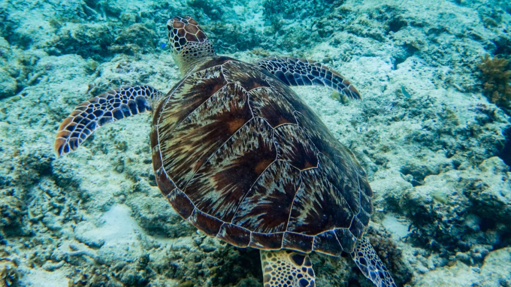 Turtle point gili meno - sea turtle