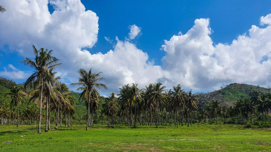 Palms in sekotong - property ownership in Bali