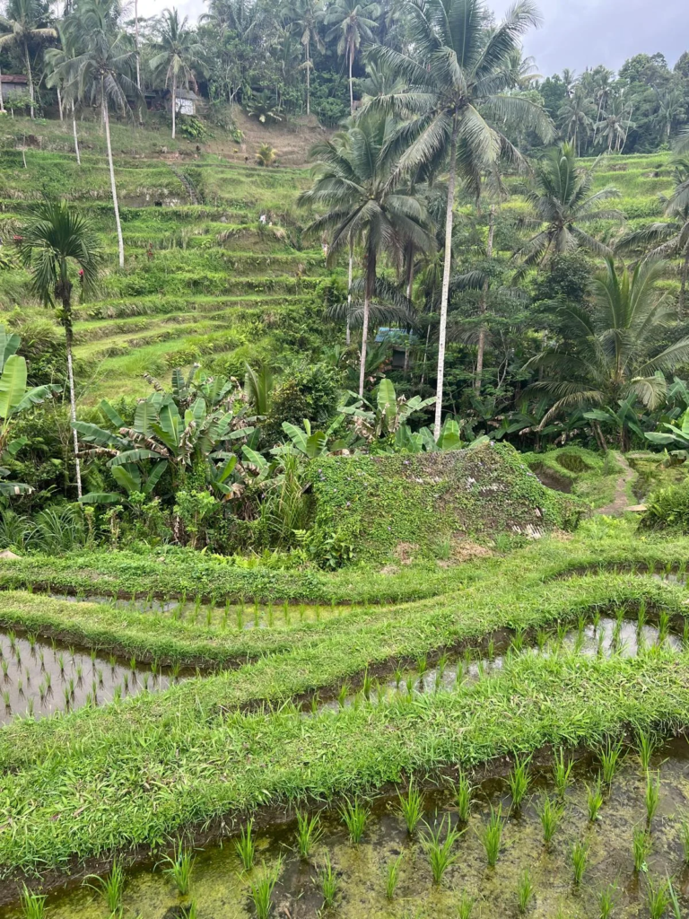 Investing in Bali