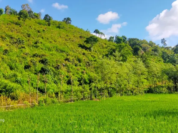 Selong belanak land for sale - lush rice fields