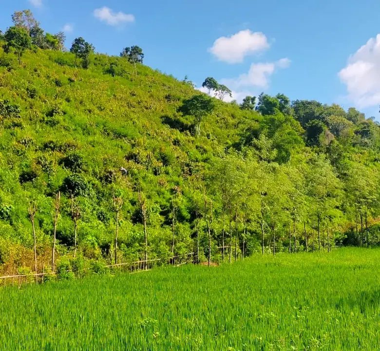 Selong belanak land for sale - lush rice fields