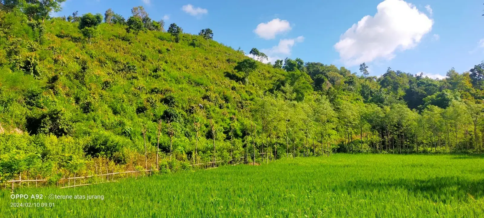 Selong belanak land for sale - lush rice fields